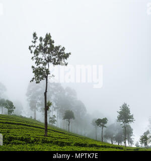 Bella vista sulla piantagione di tè in Haputale Sri Lnaka. Foto Stock