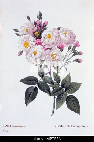 Rosa Noisettiana, 1824-1826. Foto Stock