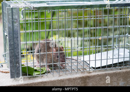 La fauna selvatica : Marrone rat catturati in una trappola umana. (Rattus norvegicus). Foto Stock