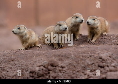 Cane della prateria marmotta bambini che giocano insieme Foto Stock