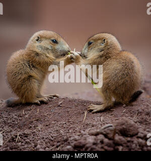 Cane della prateria marmotta bambini che giocano insieme Foto Stock