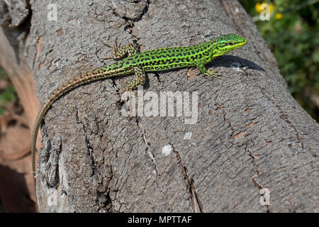 Il siciliano Lucertola muraiola (Podarcis waglerianus) Foto Stock