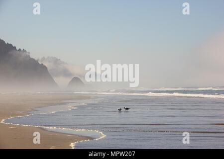 Misty e nebbiosa mattina sulle spiagge di Arch Cape, Oregon Coast Foto Stock
