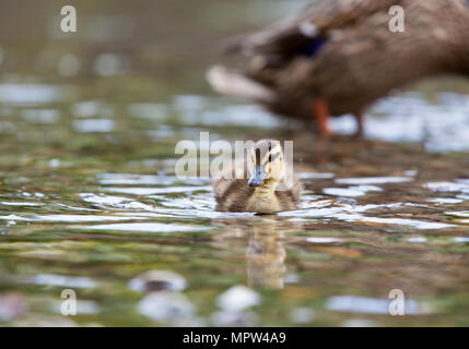 Mallard chick [ Anas platyrhynchos ] al bordo delle acque Foto Stock