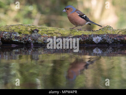 Maschio di fringuello [ Fringilla coelebs ] riflessa nell'acqua Foto Stock
