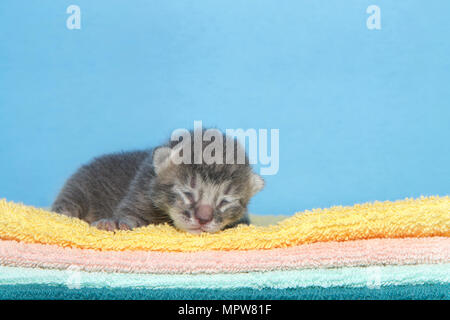 Ritratto di un piccolo grigio scuro spogliato tabby kitten vecchi di quattro giorni la posa su una pila di coperte, giallo, arancione, verde con sfondo blu rivolto verso vie Foto Stock