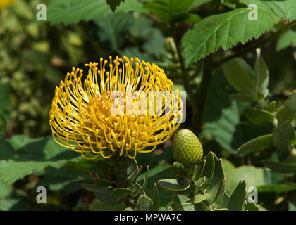 Giallo pin cushion protea fiore, close up con foglie e altri fiori in background. Proteas sono attualmente coltivate in oltre venti paesi. Foto Stock