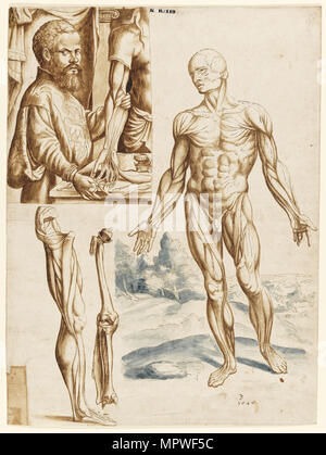 Écorché con ritratto di Andreas Vesalius (1514-1564), 1545. Foto Stock