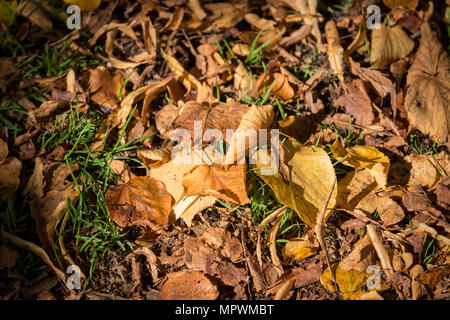 Rosolare le foglie di autunno sull'erba. Foto Stock