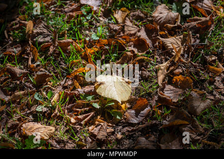 Rosolare le foglie di autunno sull'erba. Foto Stock