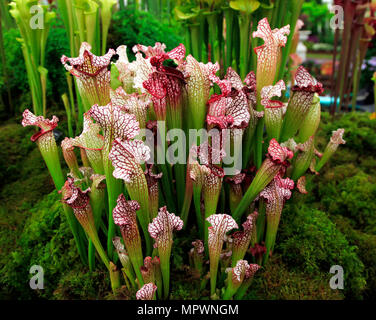 Sarracenia CV Bella; carniverous pianta brocca, ibrido; RHS Chelsea Flower Show 2018 Foto Stock