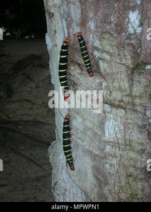 Tre grigio gigante Sphinx Moth bruchi su un tronco di albero, Amazzonia Foto Stock