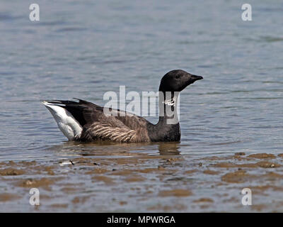 Brent goose nuoto Foto Stock