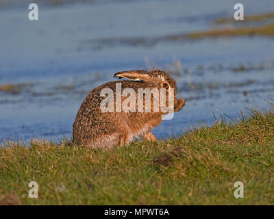 European brown hare toelettatura dal bordo del lago Foto Stock