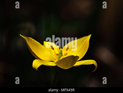 Woodland tulip, Tulipa sylvestris Foto Stock