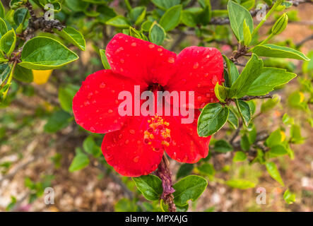 Rosso di fiori di ibisco, umido dopo la pioggia Foto Stock