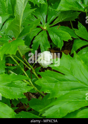 Immagine di maggio Apple (Podophyllum peltatum) crescente nell'Università del Wisconsin Arboretum, Madison, Wisconsin, Stati Uniti d'America. Foto Stock