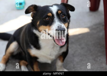 Cute cane seduto con la lingua di fuori Foto Stock