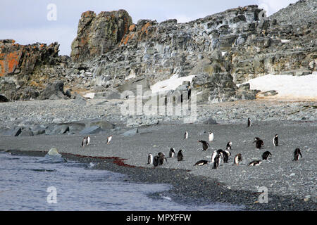 Pinguini Chinstrap Foto Stock