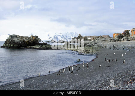 Pinguini Chinstrap Foto Stock