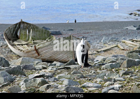 Pinguini Chinstrap Foto Stock