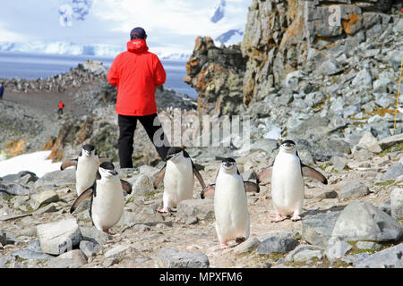 Pinguini Chinstrap Foto Stock