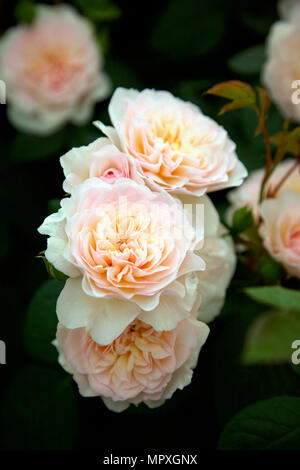 Rosa Emily Bronte, nuova rosa Inglese da David Austin Foto Stock