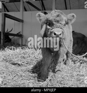 Giovane vitello Highland presso il Royal Show, Oxford, Oxfordshire, 1959. Artista: John Gay. Foto Stock