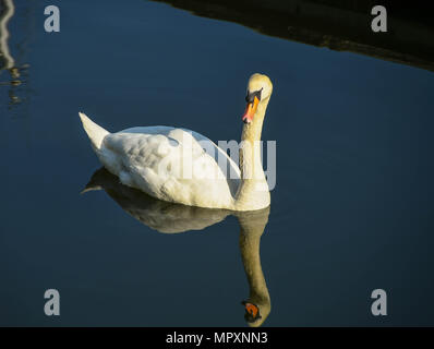 Un cigno selvatico in mattina presto in luce perfettamente ancora la presenza di acqua Foto Stock