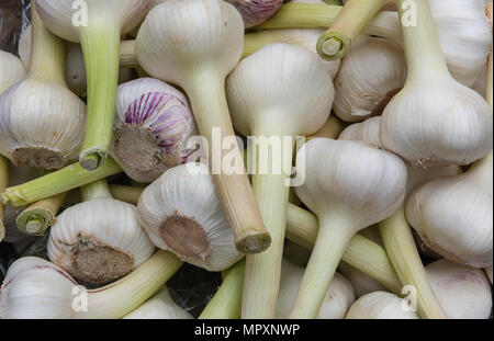 Taglio fresco o raccolto umido bulbi di aglio in vendita presso un fruttivendolo stallo in Borough Market. Il mangiare sano fornitore di alicin per abbassare il colesterolo. Foto Stock