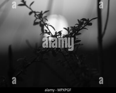 La natura al suo meglio in foto, vivaci e stampa in bianco e nero e nel buio, se vuoi saperne di più guarda sul mio instagram @solo ollie murphy Foto Stock