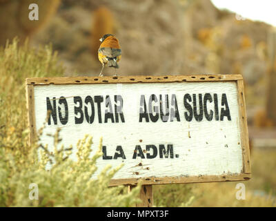 Salar de Uyuni bird seduti sul segnale di divieto non scaricare acqua sporca Foto Stock