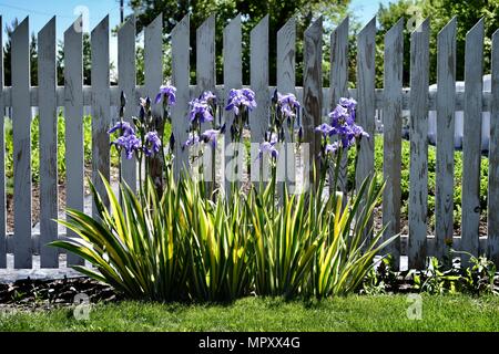 Viola irisses davanti a un bianco Picket Fence Foto Stock