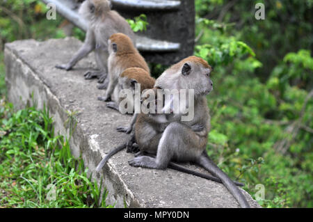 Le scimmie alimentando i bambini. Conservare la natura per la conservazione della fauna selvatica Foto Stock