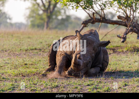 Rhinoceros giacente sul campo erboso a Sabie Park Foto Stock