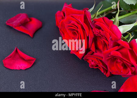 Red Rose e petali su sfondo nero Foto Stock