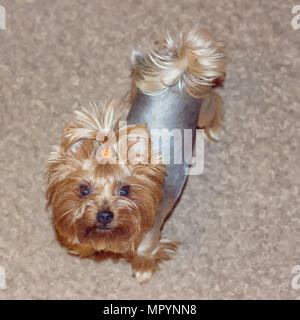 Cucciolo di Yorkshire terrier indoor sul tappeto Foto Stock