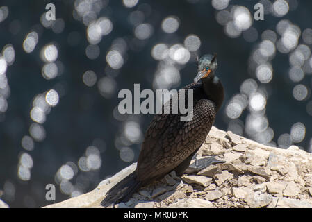 Doppio di cormorani crestato arroccato su alta scogliera costiera Foto Stock