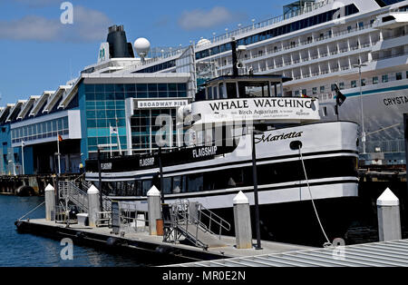 Marietta, barca per fare whale watching in San Diego California, Foto Stock