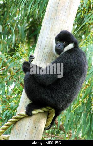 Chiudere l immagine di un maschio adulto White-Cheeked gibbone (Nomascus leucogenys) Foto Stock