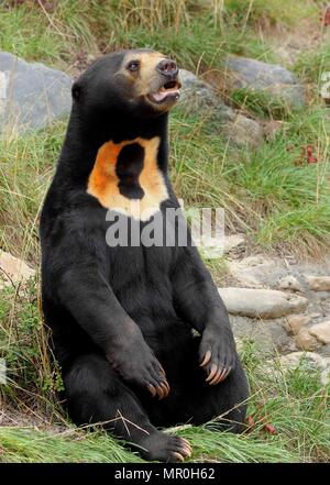Chiudere l immagine di un orso di Sun (Helarctos malayanus) Foto Stock