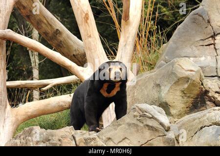 Sun Bear (Helarctos malayanus) Foto Stock