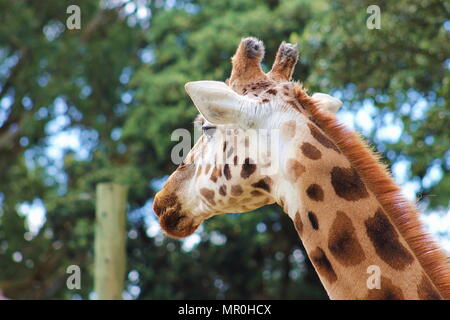 Un profilo laterale verticale di una giraffa (Giraffa camelopardalis) Foto Stock