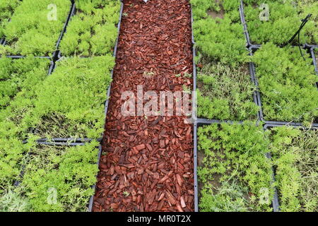 Zhengzh, Zhengzh, Cina. Xxiv Maggio, 2018. Zhengzhou, Cina-24Maggio 2018: il tetto verde può essere visto in Zhengzhou, centrale cinese della Provincia di Henan. Credito: SIPA Asia/ZUMA filo/Alamy Live News Foto Stock