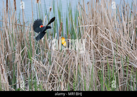 Testa gialla Blackbird e red winged blackbird lotta per il territorio a Vancouver BC Canada Foto Stock