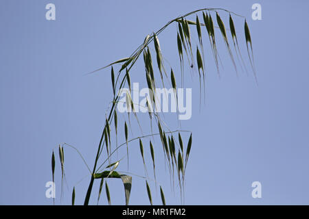 Scruffy Wild Oat pianta con la luce dietro il nome latino di Avena sterilis o sativa o fatua in primavera in Italia Foto Stock