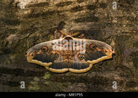 Grande Peacock Moth - Saturnia pyri, bellissimo grande falena dall Europa, Repubblica Ceca. Foto Stock