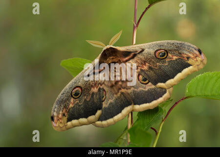 Grande Peacock Moth - Saturnia pyri, bellissimo grande falena dall Europa, Repubblica Ceca. Foto Stock