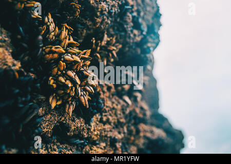 Cirripedi sulle pietre della spiaggia di Las Catedrales, Lugo, Spagna Foto Stock