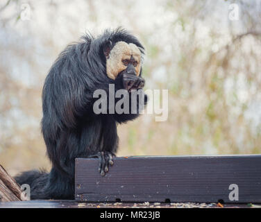 Una piccola scimmia mangia allo zoo Foto Stock